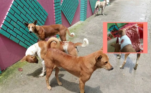 ঝিনাইদহ শহরে খেপা কুকুরের উপদ্রব বৃদ্ধিতে আহত ৬, আতঙ্কে পথচারীরা