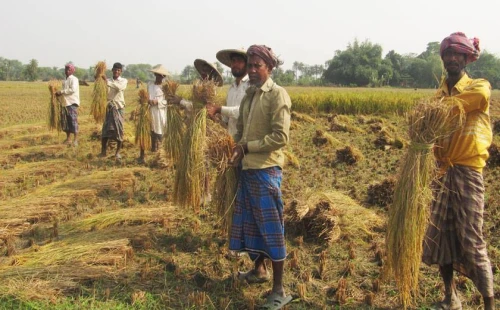 সরকারের যুগান্তকারী সিদ্ধান্তে হাসি ফুটেছে সাড়ে ৪ হাজার কৃষক পরিবারে