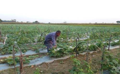 ভাংবাড়ীয়ায় তিন বিঘা জমিতে গ্রিন হেভি হাইব্রিড শসা চাষ