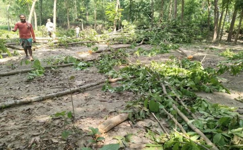 দর্শনা সুলতানপুর মাঠে ৩৯টি মেহগনি গাছ কাটার চেষ্টার অভিযোগ, আদালতে মামলা