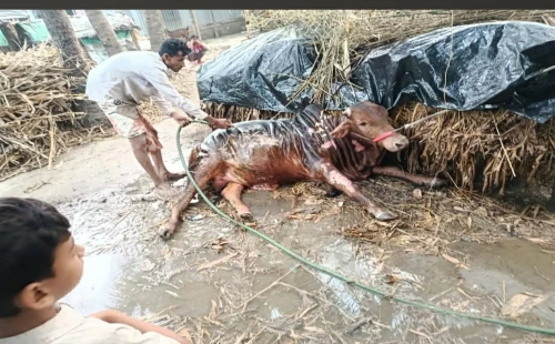 আলমডাঙ্গার ছোট পুটিমারী গ্রামে গোয়ালঘরে অগ্নিকাণ্ডে