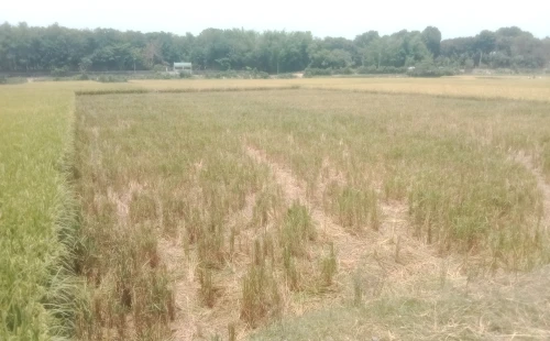 দামুড়হুদায় জোরপূর্বক কৃষকের ধান কেটে নেওয়ার অভিযোগ