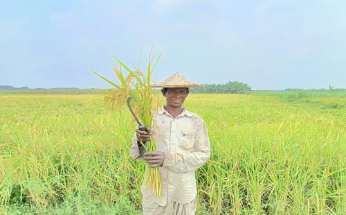 উথলীতে বোরো ধানের বাম্পার ফলনের সম্ভাবনা