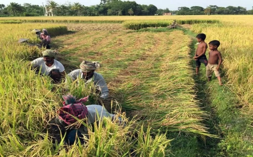 ঝিনাইদহ জেলার মাঠে পড়ে আছে ৮৩ শতাংশ জমির ধান