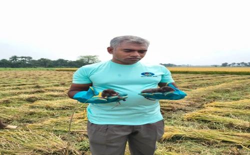চুয়াডাঙ্গায় বিপন্ন গন্ধগোকুলের ৫টি বাচ্চা মায়ের কাছে ফিরিয়ে দিল পরিবেশবাদীরা