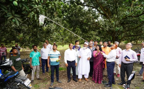 চুয়াডাঙ্গায় উৎসবমুখর পরিবেশে আম সংগ্রহের উদ্বোধন করলেন ডিসি