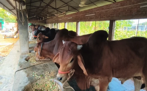 চুয়াডাঙ্গায় এবার কোরবানিতে চাহিদার চেয়ে উদ্বৃত্ত ৭১ হাজার পশু
