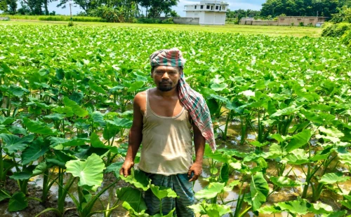হাটবোয়ালিয়ার মাঠজুড়ে মেহের চন্ডী কচুর আবাদ