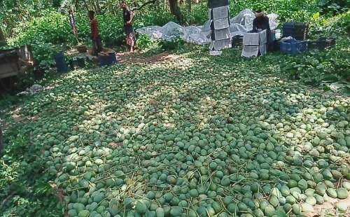 দামুড়হুদায় আমের বাম্পার ফলন, তবুও বাগান মালিকদের মধ্যে হতাশা