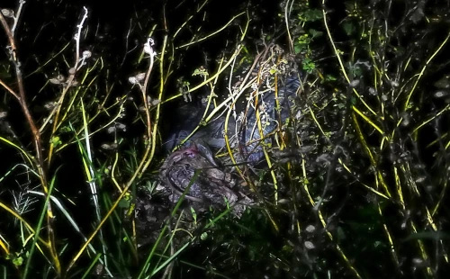 কুতুবপুরে যুবকের অর্ধগলিত মরদেহের সন্ধান