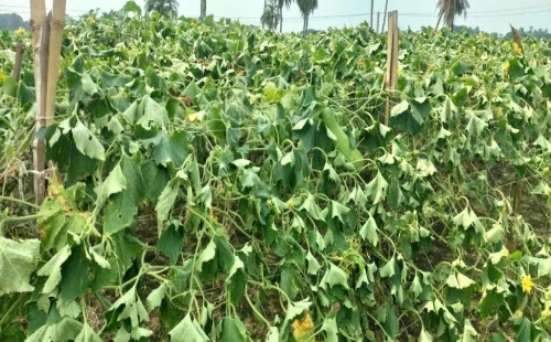 মহেশপুরে রাতের আঁধারে ৪ বিঘা জমির লাউ-কুমড়োর গাছ কেটে তছনছ