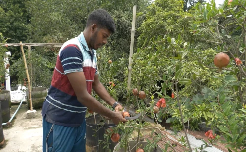 হরিণাকুণ্ডুতে ছাদ বাগানে আনার ফল চাষে