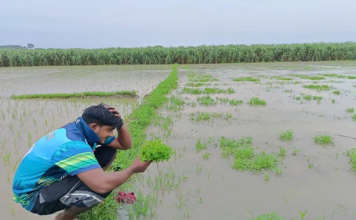 রেকর্ড বৃষ্টিতে ভাসছে চুয়াডাঙ্গা, দিশেহারা কৃষক