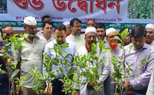 গাংনীতে গাছের চারা বিতরণ