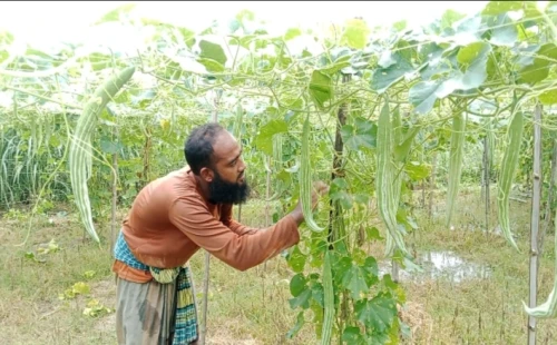 মুজিবনগরে চিচিঙ্গা চাষে বাম্পার ফলন