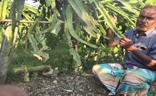 চুয়াডাঙ্গায় নাইটগার্ডকে ছুরির মুখে জিম্মি করে ১২০০ ড্রাগন গাছ কেটে দেয়ার অভিযোগ