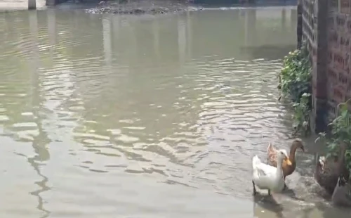 জীবননগর মনোহরপুর গ্রামে ৪ বছর ধরে স্থায়ী জলাবদ্ধতা