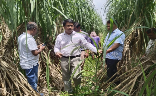 কৃষকদের স্বার্থ রক্ষা ও উৎপাদন বাড়াতে  কেরু অ্যান্ড কোম্পানির নানা উদ্যোগ