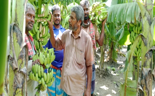 মুজিবনগরে কৃষকের দেড় বিঘা জমির ফলন্ত কলার কাঁদি কেটে তছরূপের অভিযোগ