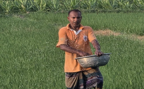 ২৭ টাকার টিএসপি সার বিক্রি হচ্ছে ৪৫-৫০ টাকায়
