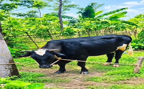 হাটবোয়ালিয়ায় রাতের আঁধারে ৩ লাখ টাকার ষাঁড় চুরি