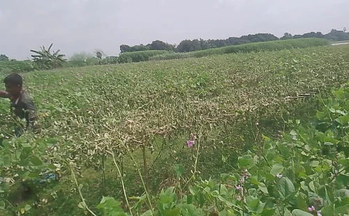 দামুড়হুদায় ১৫ কাঠা জমির ফলন্ত শিমগাছ কেটে দেওয়ার অভিযোগ