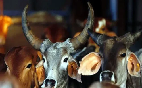দামুড়হুদায় গরুর সঙ্গে অনৈতিক কাজ, অভিযুক্ত গ্রামছাড়া