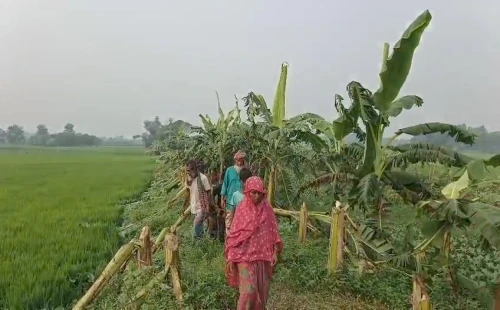 আলমডাঙ্গায় রাতের আঁধারে ৭০০ কলাগাছ কেটে দিল দুর্বৃত্তরা