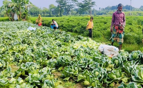 দামুড়হুদায় ফলন্ত পাতাকপি কেটে দিয়েছে দুর্বৃত্তরা