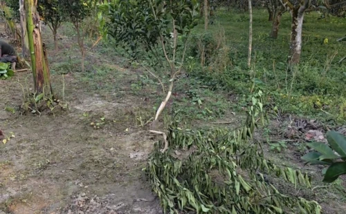 জীবননগর মাধবখালী ছটাঙ্গা পাড়ার মাঠে জমি নিয়ে বিরোধ