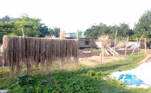হাটবোয়ালিয়ায় কৃষকের পাট চুরি