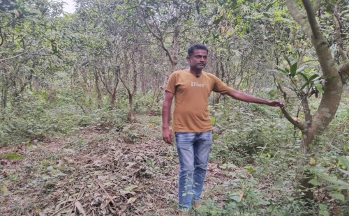 দর্শনায় আমবাগানের ডাল, শিশুগাছ ও বাঁশ কেটে নেওয়ার অভিযোগ