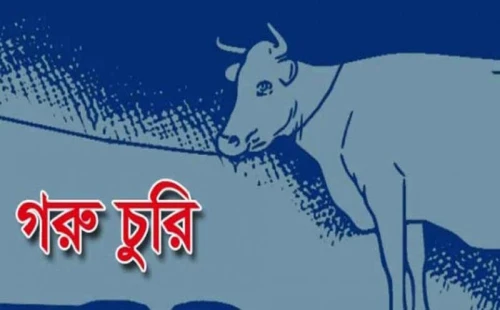 দামুড়হুদায় রাতের আধারে বাচুরসহ গরু চুরি