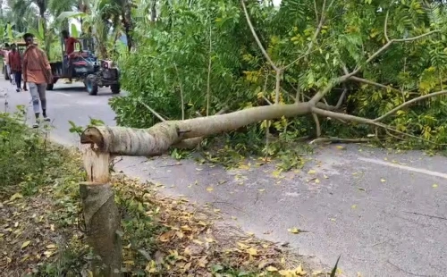 দর্শনা-লোকনাথপুর সড়কে রাতে গাছ কেটে ফেলে রাখার ঘটনায়