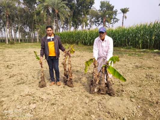 চুয়াডাঙ্গায় ছোট দুই ভাইয়ের ফসল কেটে নষ্ট করল বড় দুই ভাই