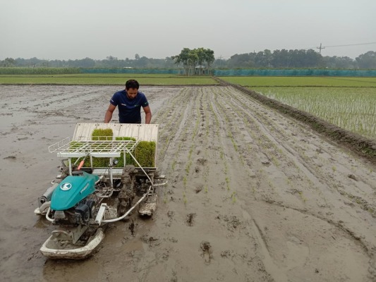যন্ত্রের সাহায্যে ধানের চারা রোপণ