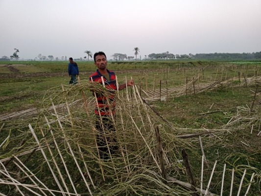 জীবননগরে কৃষকের আড়াই বিঘা জমির পটল গাছ কেটে সাবাড়