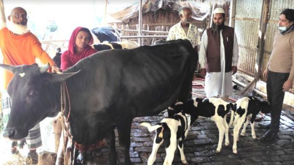 এক গাভীর ৩টি বাছুর প্রসব