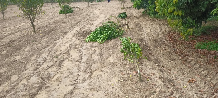 চুয়াডাঙ্গায় জামান গ্রুপের তিন বিঘা মাল্টা বাগান কেটে দিয়েছে দুর্বৃত্তরা