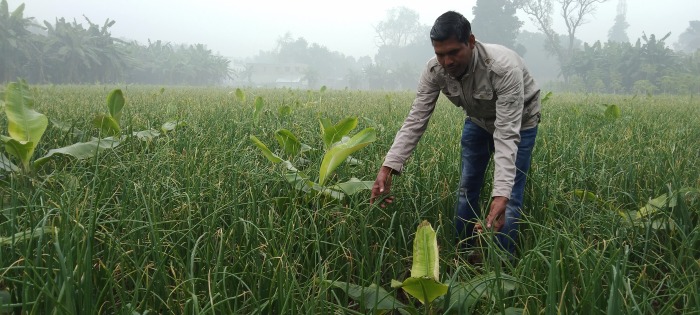 পেঁয়াজ আর কলা একসাথে চাষ