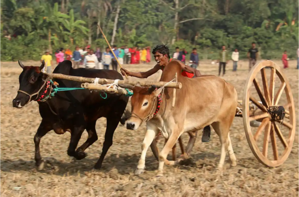 ঝিনাইদহে গরুর গাড়ির দৌঁড় প্রতিযোগিতা