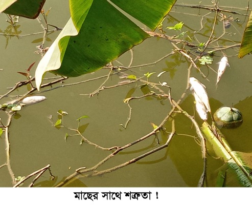 ঝিনাইদহে মাছের সাথে শত্রুতা!
