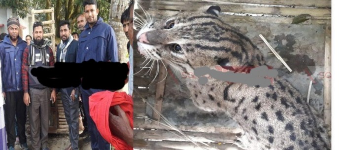 আলমডাঙ্গা পুরাতন পাঁচলিয়া থেকে বাঘডাশা আটক