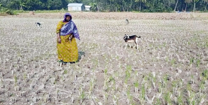 বিরূপ আবহাওয়ায় কমেছে রবিশষ্যের আবাদ