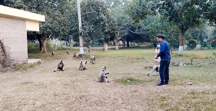 গাংনীতে হনুমানের অত্যাচারে অতিষ্ঠ এলাকাবাসী