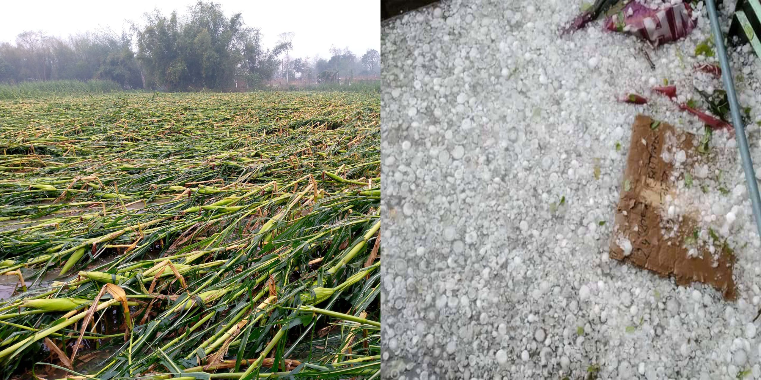 চুয়াডাঙ্গা, মেহেরপুর ও ঝিনাইদহে হঠাৎ ঝড়-শিলাবৃষ্টি, ফসলের ব্যাপক ক্ষয়-ক্ষতি