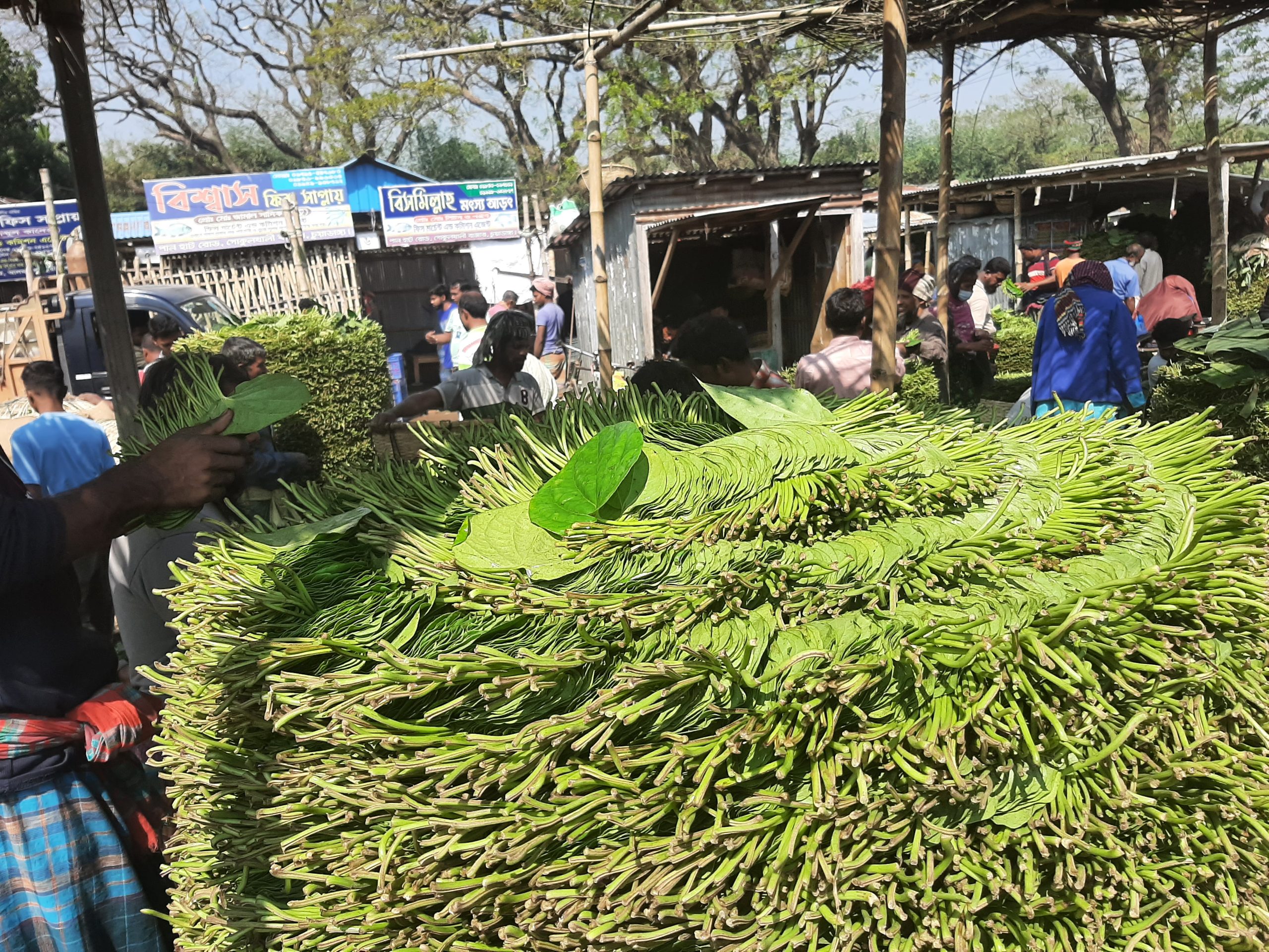 বাজারে দরপতন, ক্রমেই কমছে পানের আবাদ