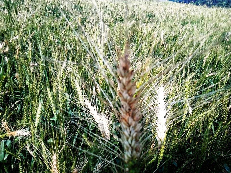 গমখেতে ব্লাস্ট রোগ, চিন্তিত কৃষক