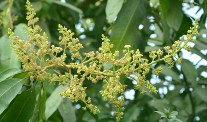 চুয়াডাঙ্গায় আমের মুকুলের মিষ্টি ঘ্রাণে মৌ মৌ করছে প্রকৃতি