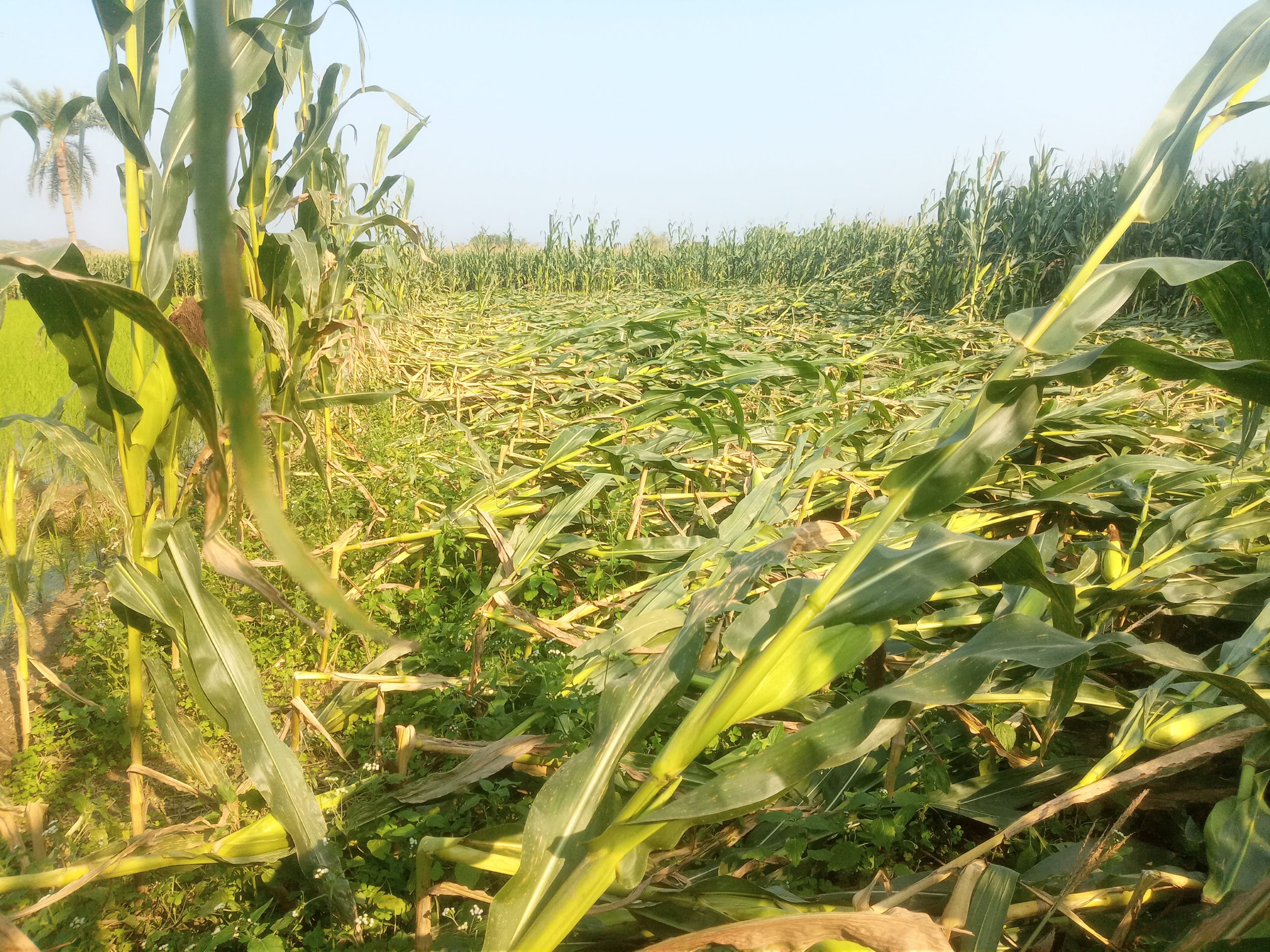দামুড়হুদায় কালবৈশাখীর তাণ্ডবে ভুট্টার ব্যাপক ক্ষতি